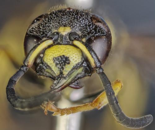 Allodynerus delphinalis
